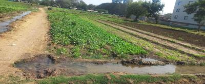 Project Image of 1599.84 - 3003.78 Sq.ft Residential Plot Plot for buy in Devam Ambro Park 3