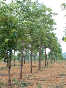 Project Image of 3375.0 - 5445.0 Sq.ft Residential Plot Plot for buy in Myneni Peacock Avenue