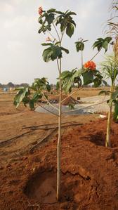 Project Image of 1323.0 - 4500.0 Sq.ft Residential Plot Plot for buy in Space Vision Ambience Block O