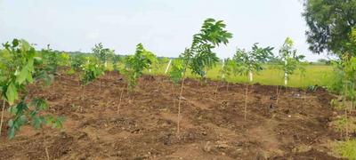 Project Image of 21780.0 - 43560.0 Sq.ft Residential Plot Plot for buy in Simha Hitech Green