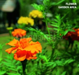 VR Shalvi Garden Flower Garden 2