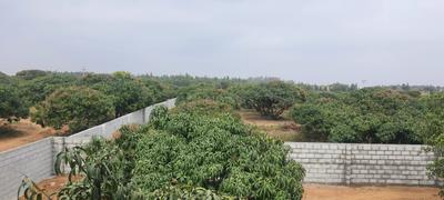 Project Image of 5178.0 - 11433.0 Sq.ft Residential Plot Plot for buy in PK Mango Nest Farmlands