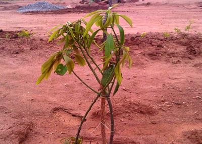 Project Image of 5500.0 - 10000.0 Sq.ft Residential Plot Plot for buy in VSG Dream Hills