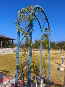 Project Image of 3240.0 - 5400.0 Sq.ft Residential Plot Plot for buy in Dishaa Forest