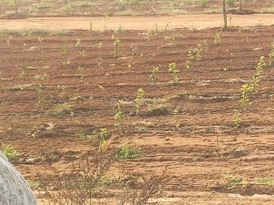 Project Image of 2178.0 - 4356.0 Sq.ft Residential Plot Plot for buy in RR Mega Siri Vanam