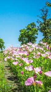 Alekhya Amara County Landscape Garden and Tree Planting 1