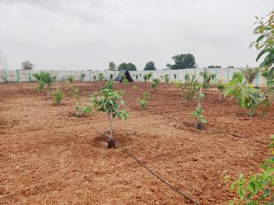 Project Image of 1300.0 - 2500.0 Sq.ft Agricultural Land Agricultural Land for buy in Green Nature Farms