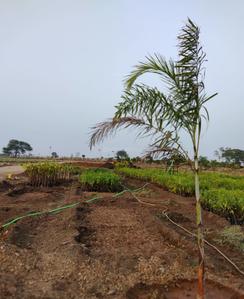 Project Image of 2178.0 - 5445.0 Sq.ft Residential Plot Plot for buy in PAMENA GREENS