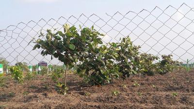 Project Image of 9600.0 - 19999.0 Sq.ft Residential Plot Plot for buy in Kingmakers Farm Land