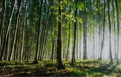 Project Image of 5445.0 - 43560.0 Sq.ft Residential Plot Plot for buy in Silpa Aranya