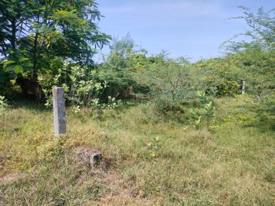 Project Image of 0.0 - 2400.0 Sq.ft Residential Plot Plot for buy in Casagrand Palm Meadows