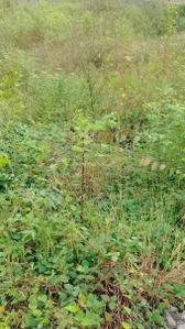 Project Image of 836.25 - 3394.72 Sq.ft Residential Plot Plot for buy in Karma Bhakti Bunglows P1