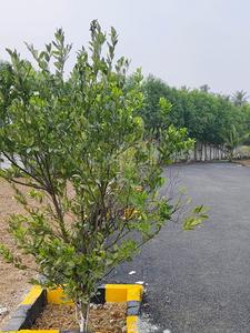 Project Image of 600.0 - 2400.0 Sq.ft Residential Plot Plot for buy in Venture Kumaran Garden