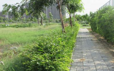 Project Image of 2322.0 - 6300.0 Sq.ft Residential Plot Plot for buy in Uppal Gurgaon 99