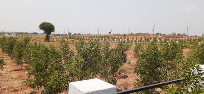 Project Image of 1485.0 - 1980.0 Sq.ft Residential Plot Plot for buy in Samooha Golden Gate