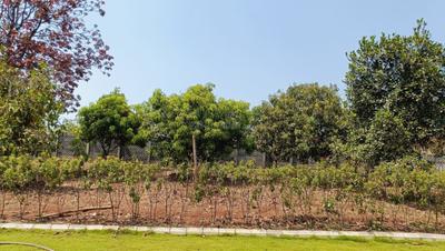 Project Image of 0.0 - 12000.0 Sq.ft Agricultural Land Agricultural Land for buy in Motiram Bag