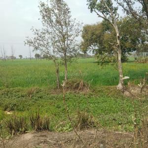 Project Image of 450.0 - 10350.0 Sq.ft Residential Plot Plot for buy in Shubham Jewar City