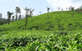 Project Image of 15260.0 - 17440.0 Sq.ft Agricultural Land Agricultural Land for buy in Sowrem Kotagiri Tea Estate