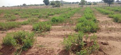 Project Image of 8028.0 - 21609.0 Sq.ft Residential Plot Plot for buy in Vardhan Prakruthi Vanam