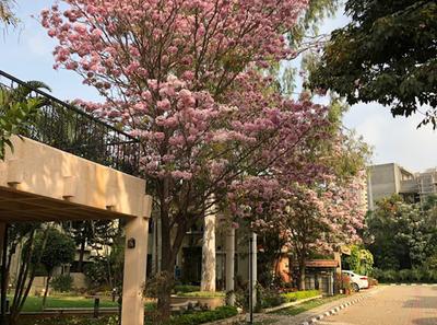 Project Image of 2260.0 - 3477.0 Sq.ft 3 BHK Villa for buy in Sobha Lotus