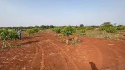 Project Image of 0.0 - 1359.0 Sq.ft Agricultural Land Agricultural Land for buy in SLN Mango Groove