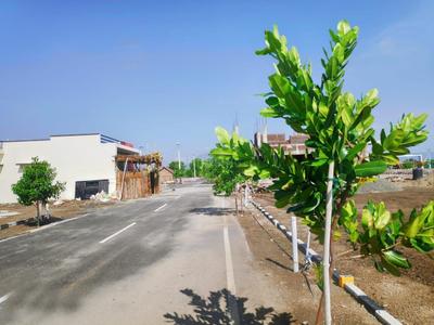 Project Image of 850.0 - 1200.0 Sq.ft Residential Plot Plot for buy in Zion Royal Avenue