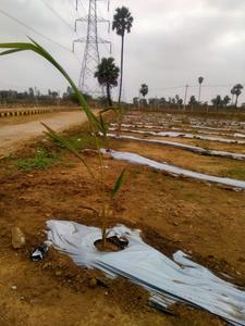Project Image of 1303.0 - 4134.0 Sq.ft Residential Plot Plot for buy in SRR Gachibowli Paradise County Phase 4