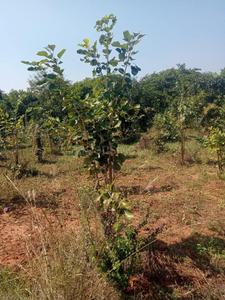 Project Image of 0.0 - 1800.0 Sq.ft Residential Plot Plot for buy in Charan Sandal Gardens
