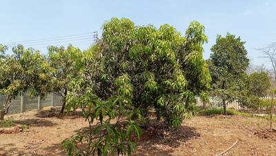 Project Image of 0.0 - 12000.0 Sq.ft Agricultural Land Agricultural Land for buy in Motiram Bag