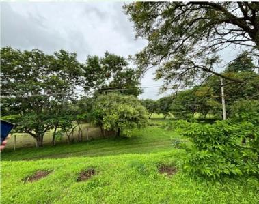 Project Image of 1816.52 - 4683.27 Sq.ft Residential Plot Plot for buy in Shapoorji Pallonji Treetopia Phase 1