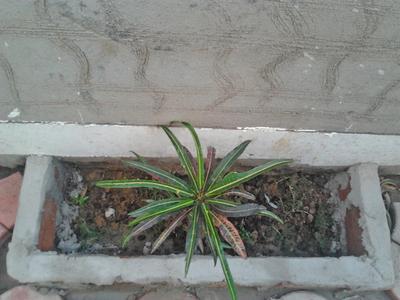 Project Image of 1600 Sq.ft 3 BHK Apartment / Flat for sale in Boring Road for Rs. 12500000