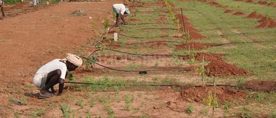 Project Image of 540.03 - 3635.94 Sq.ft Residential Plot Plot for buy in Sunrise Sai Vanam