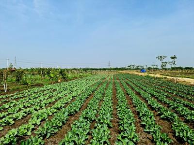 Project Image of 5445.0 - 11700.0 Sq.ft Residential Plot Plot for buy in CK Atmos Breathe