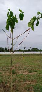 Project Image of 1120.0 - 1155.0 Sq.ft Residential Plot Plot for buy in JK Sri Kamatchi Nagar