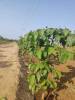Project Image of 2178.0 - 5445.0 Sq.ft Residential Plot Plot for buy in Affinity Brundavanam