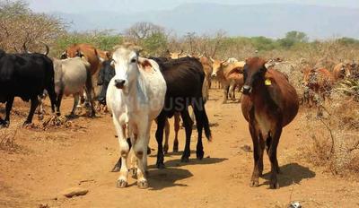 Project Image of 4356.0 - 43560.0 Sq.ft Agricultural Land Agricultural Land for buy in Aruna Ashwadhaa Organic Gardens