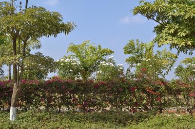 Project Image of 2185.07 - 3003.13 Sq.ft Residential Plot Plot for buy in Fortune Everest 33 LP