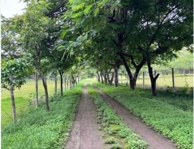 Project Image of 1816.52 - 4683.27 Sq.ft Residential Plot Plot for buy in Shapoorji Pallonji Treetopia Phase 1