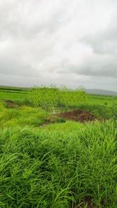 Project Image of 1000.0 - 10000.0 Sq.ft Residential Plot Plot for buy in Avani City Plots In Panvel