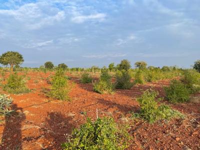 Project Image of 1089.0 - 5445.0 Sq.ft Residential Plot Plot for buy in V Navya Greens