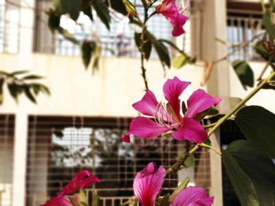 Project Image of 373.83 - 616.66 Sq.ft 1 BHK Apartment for buy in Grow Riverside Greens