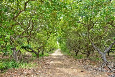 Project Image of 9594.0 - 13838.0 Sq.ft Residential Plot Plot for buy in Banyan Red Soil Mango Farms