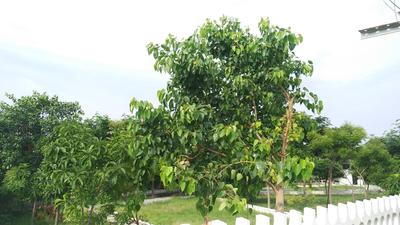 Project Image of 600.0 - 2181.0 Sq.ft Residential Plot Plot for buy in VGN Orville