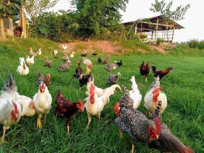 Project Image of 4356.0 - 43560.0 Sq.ft Agricultural Land Agricultural Land for buy in Aruna Ashwadhaa Organic Gardens