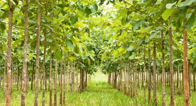 Simha Hitech Green Plot 1