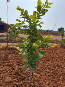 Project Image of 9594.0 - 43560.0 Sq.ft Residential Plot Plot for buy in Pradhanyatha Red Sandal Farm