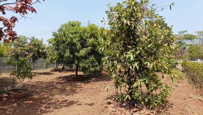 Project Image of 0.0 - 12000.0 Sq.ft Agricultural Land Agricultural Land for buy in Motiram Bag