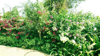 Project Image of 373.83 - 616.66 Sq.ft 1 BHK Apartment for buy in Grow Riverside Greens