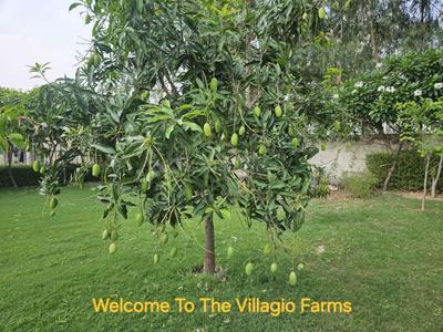 Project Image of 7500.0 - 10000.0 Sq.ft Residential Plot Plot for buy in Swaraj The Villagio