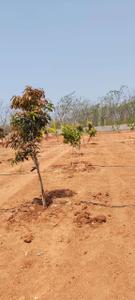Project Image of 1440.0 - 2718.0 Sq.ft Residential Plot Plot for buy in Sahasra Mango Garden